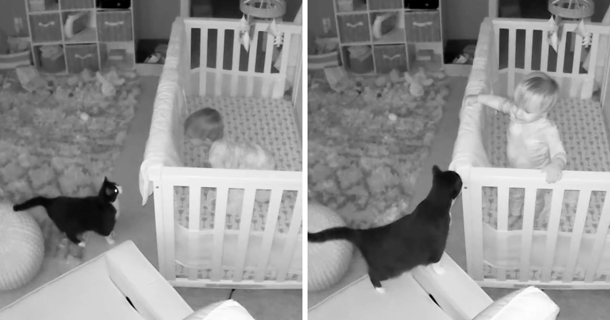 Cette chatte et ce bébé ont été surpris en pleine conversation grâce à une caméra de sécurité