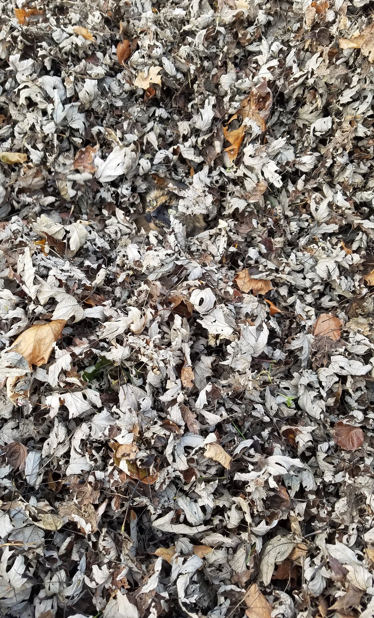Cette chatte se fond complètement dans ce tas de feuilles