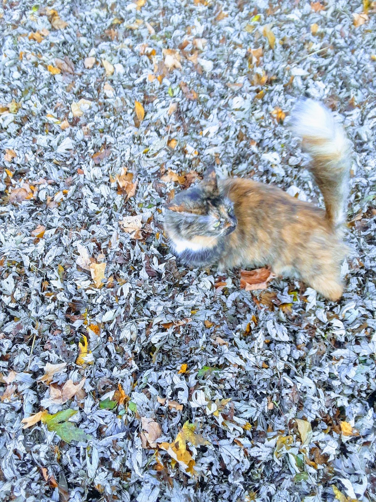 Cette chatte se fond complètement dans ce tas de feuilles