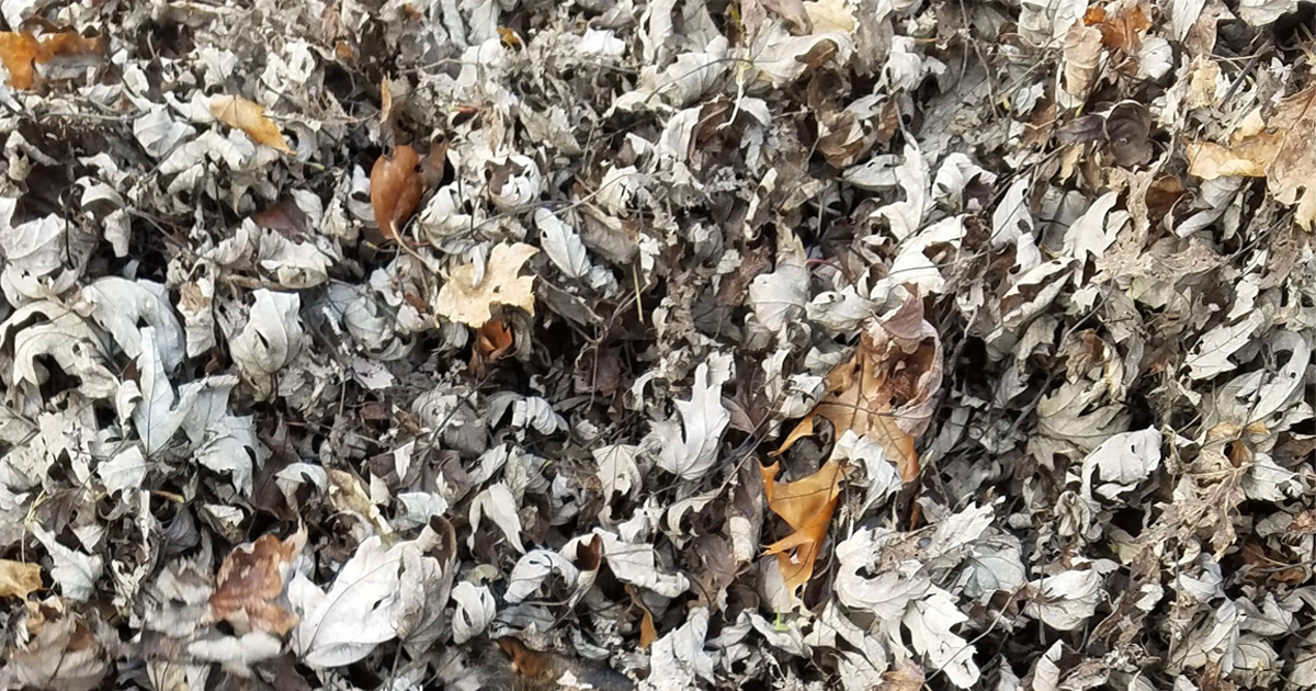 Cette chatte se fond complètement dans ce tas de feuilles