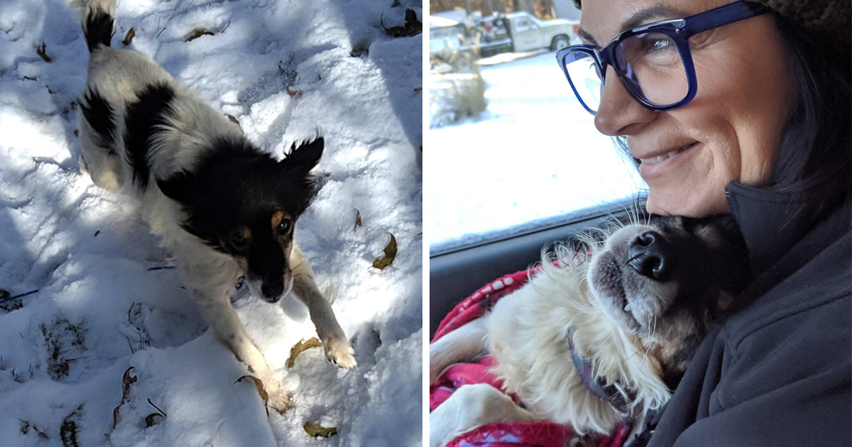 Un chien qui était enchaîné dans la neige réalise qu’il est enfin en sécurité