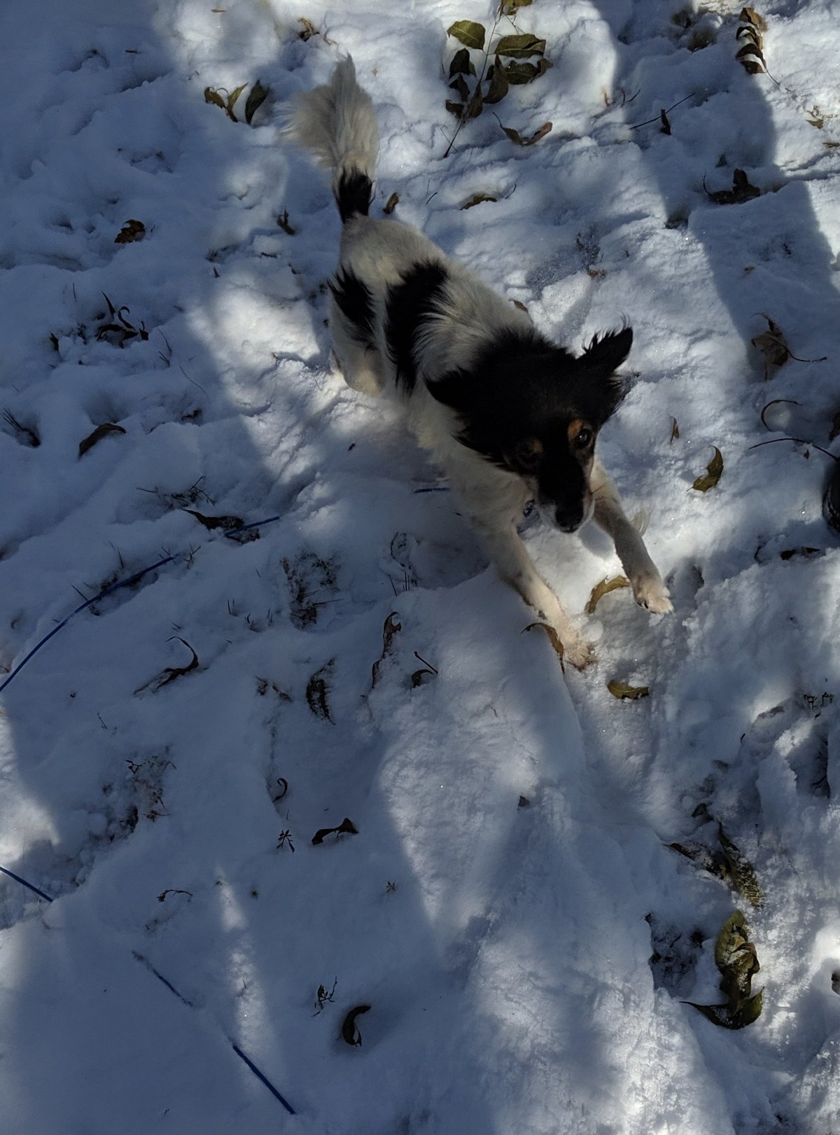 Un chien qui était enchaîné dans la neige réalise qu’il est enfin en sécurité