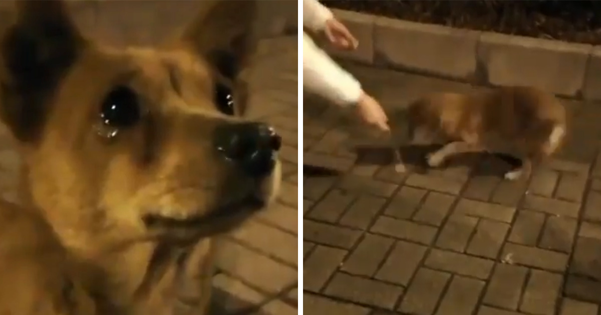 Un chien errant pleure de joie après avoir été nourri dans la rue par une gentille inconnue