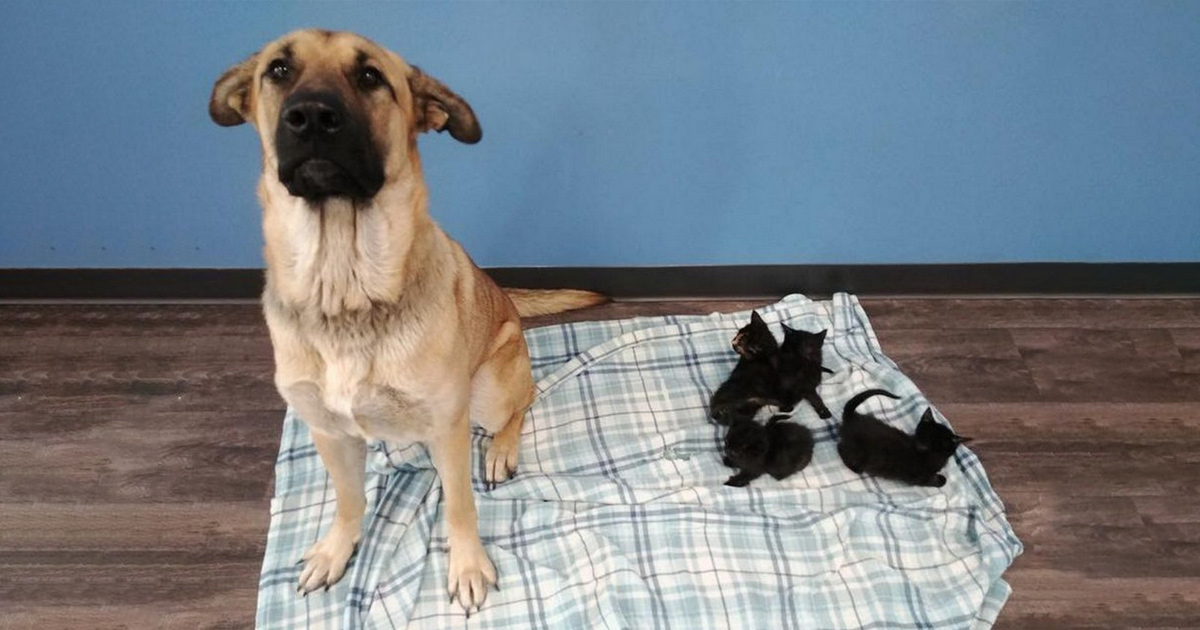 Cette chienne errante a été trouvée blottie dans la neige gardant au chaud des chatons orphelins