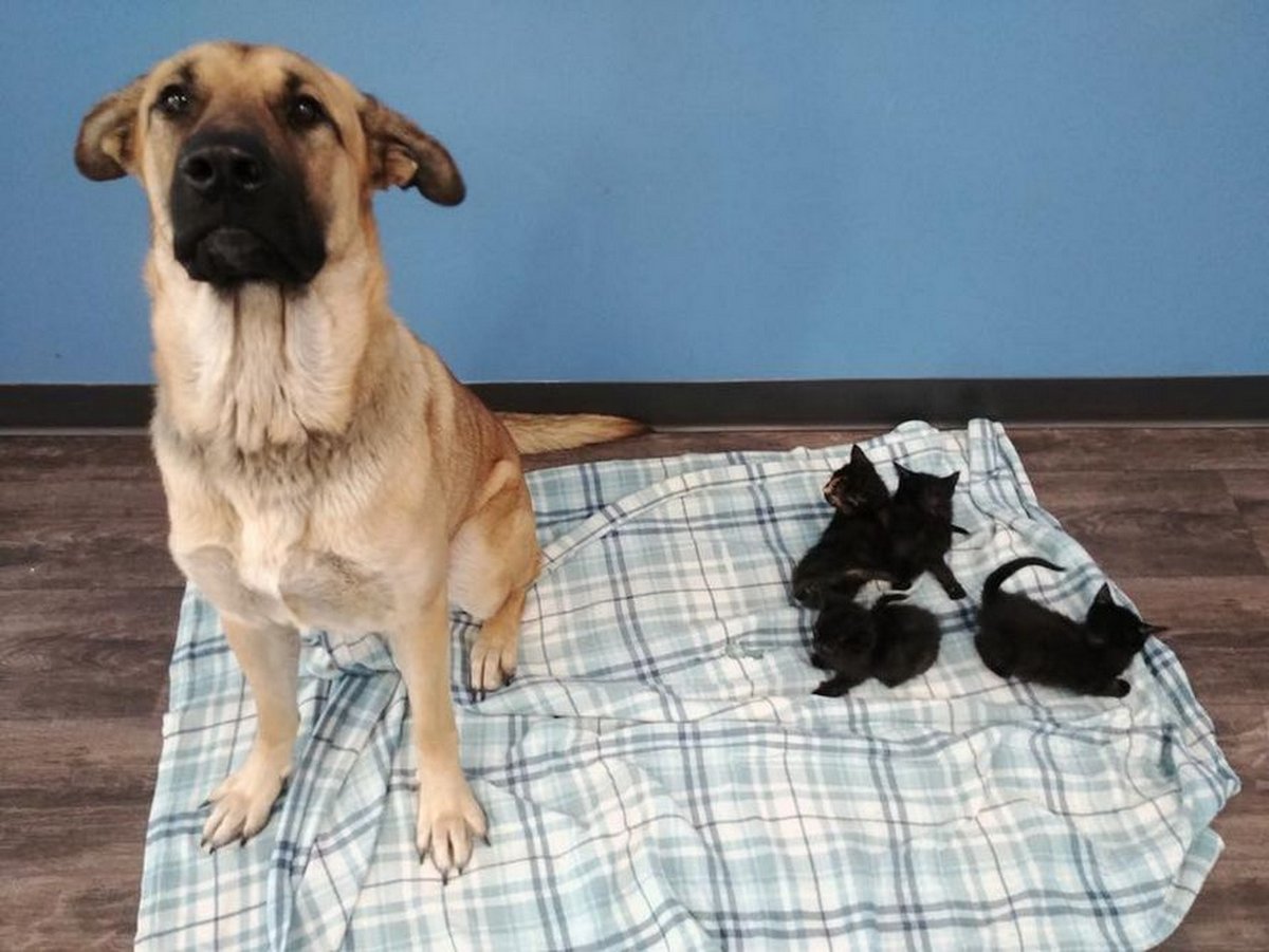 Cette chienne errante a été trouvée blottie dans la neige gardant au chaud des chatons orphelins