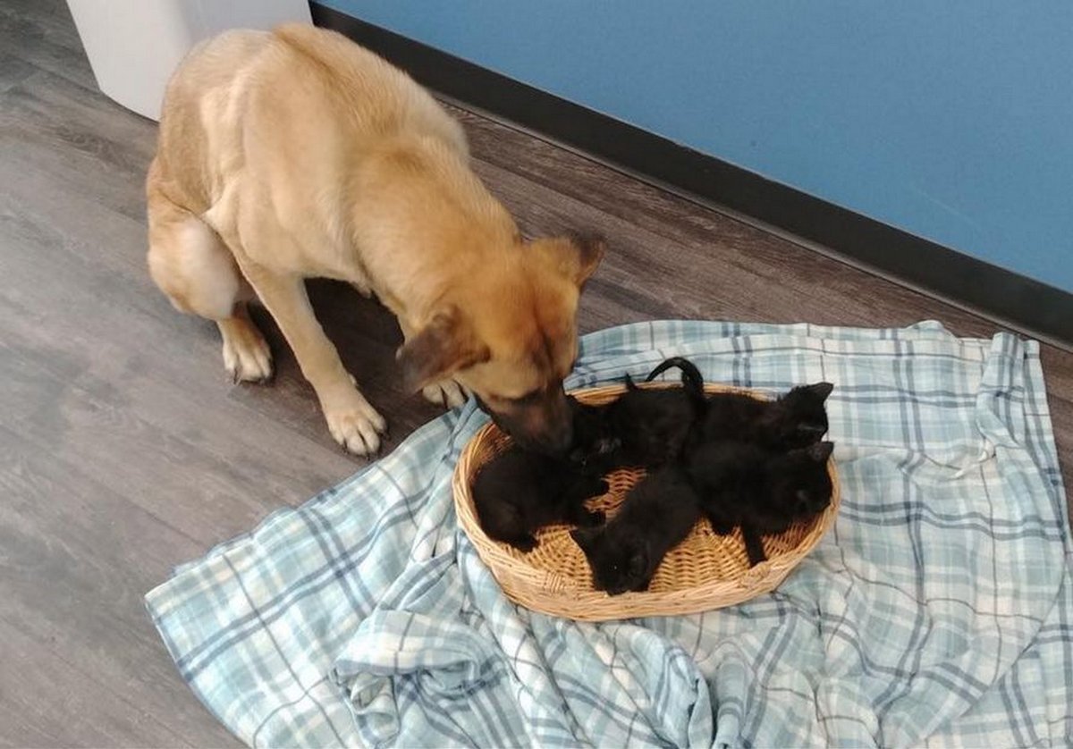 Cette chienne errante a été trouvée blottie dans la neige gardant au chaud des chatons orphelins