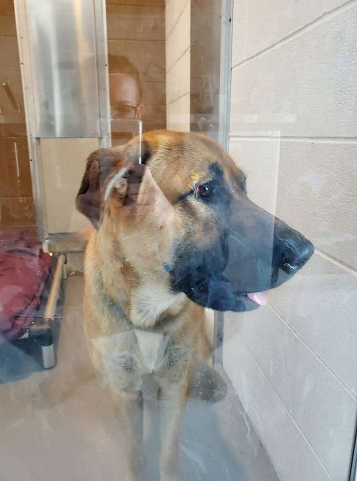 Cette chienne errante a été trouvée blottie dans la neige gardant au chaud des chatons orphelins