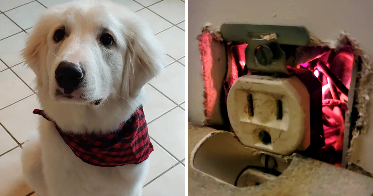 Cette chienne a sauvé sa famille en trouvant un feu caché derrière une prise électrique