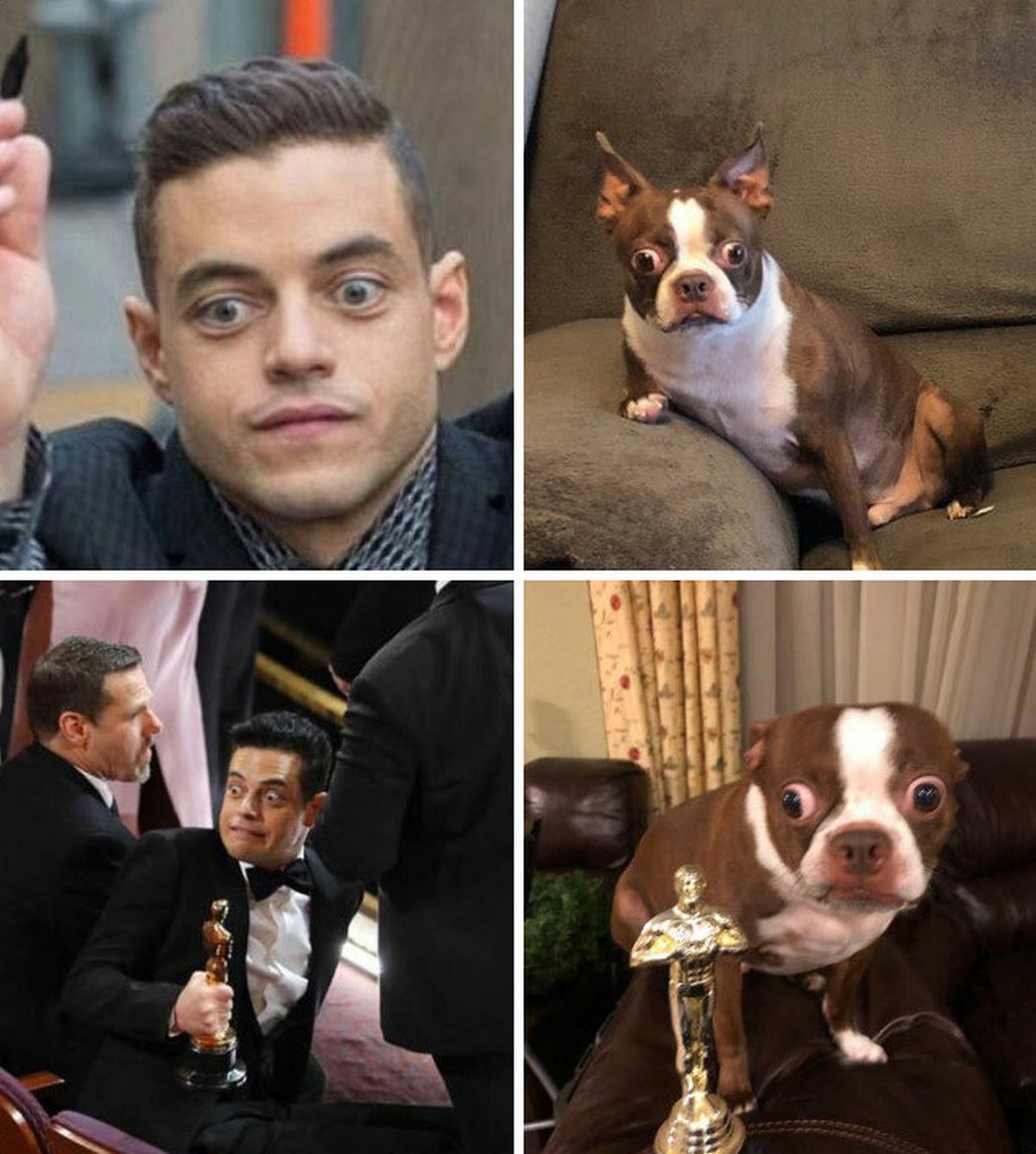 Des gens publient des photos de chiens « défectueux » et on ne sait pas si on doit rire ou se gratter la tête