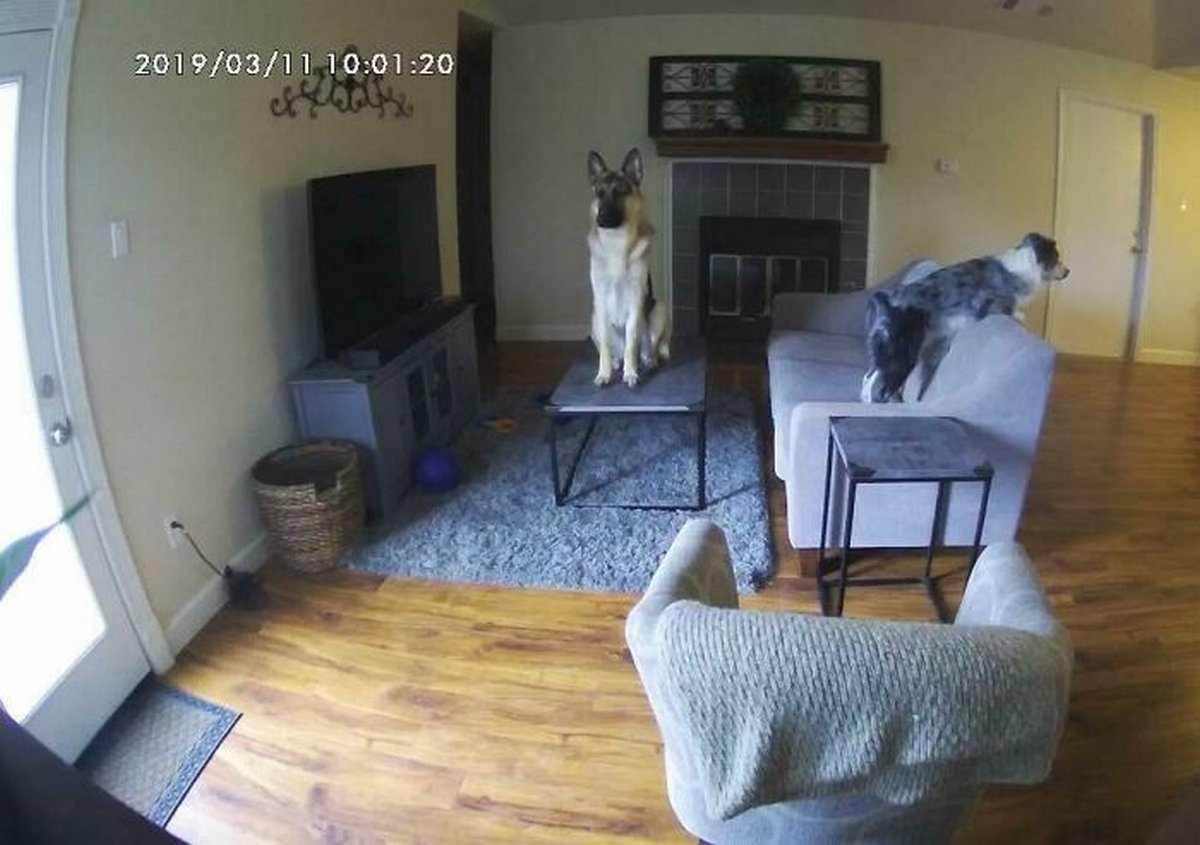 Des gens publient des photos de chiens « défectueux » et on ne sait pas si on doit rire ou se gratter la tête