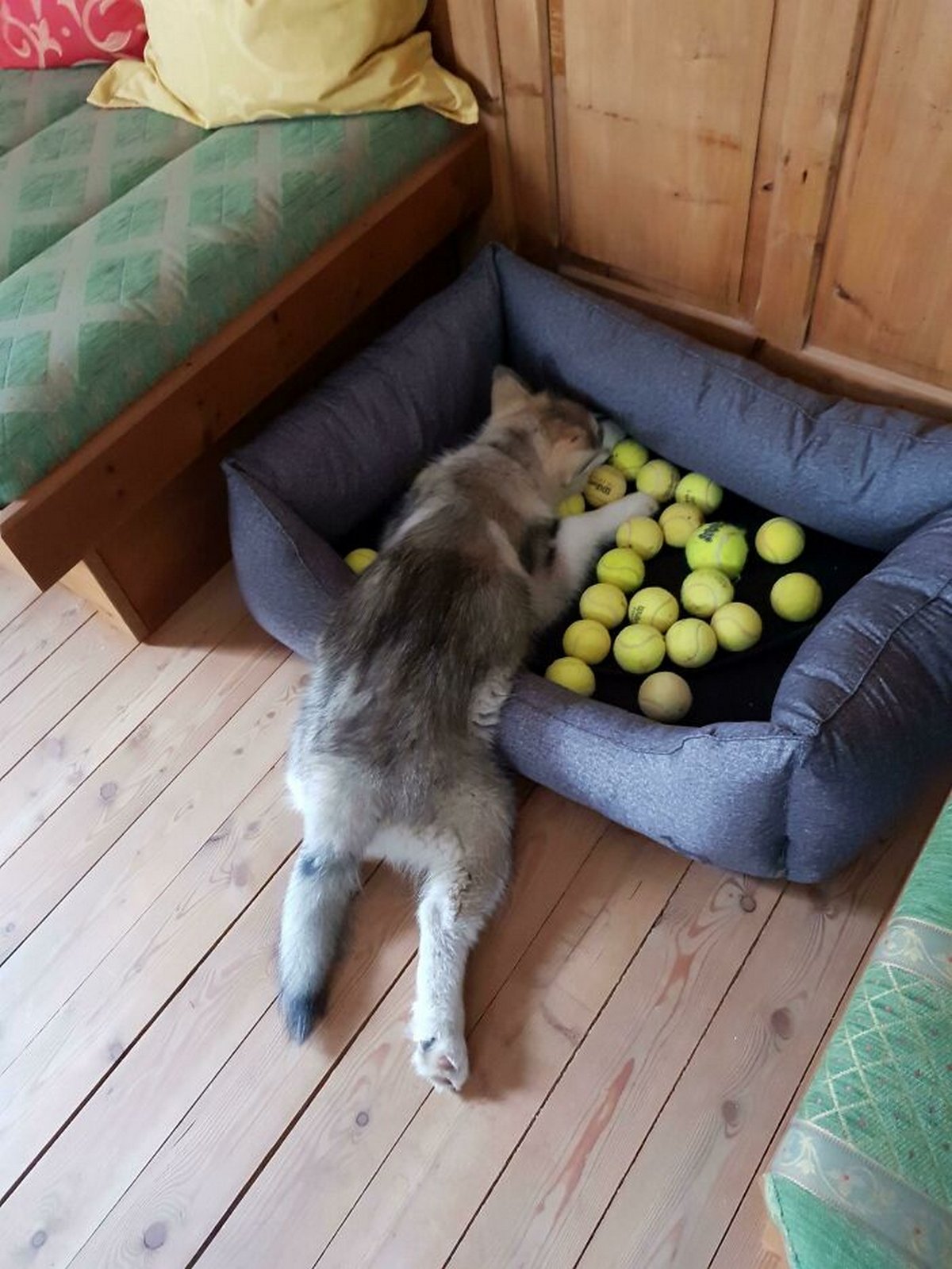 Des gens publient des photos de chiens « défectueux » et on ne sait pas si on doit rire ou se gratter la tête