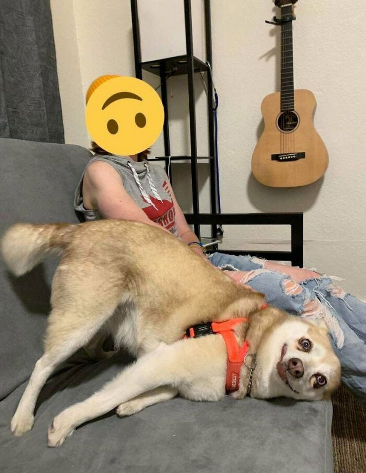 Des gens publient des photos de chiens « défectueux » et on ne sait pas si on doit rire ou se gratter la tête