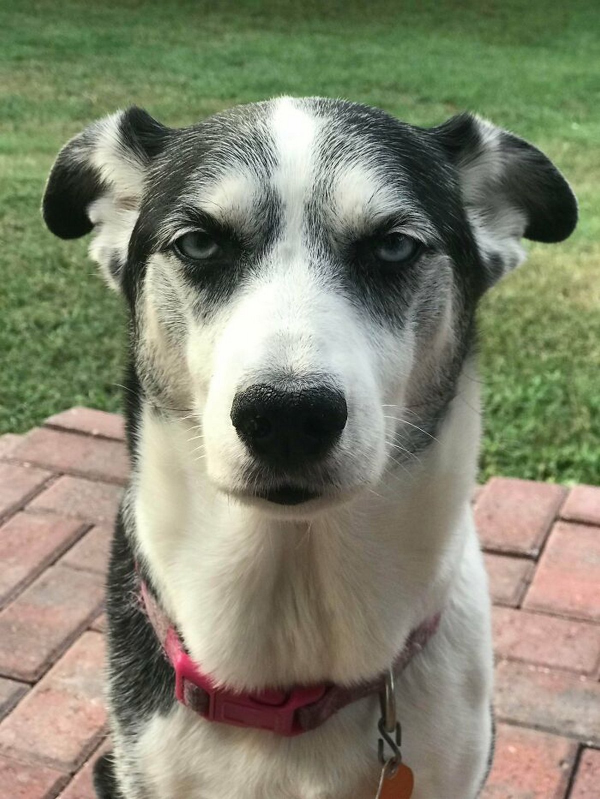 Des gens publient des photos de chiens « défectueux » et on ne sait pas si on doit rire ou se gratter la tête