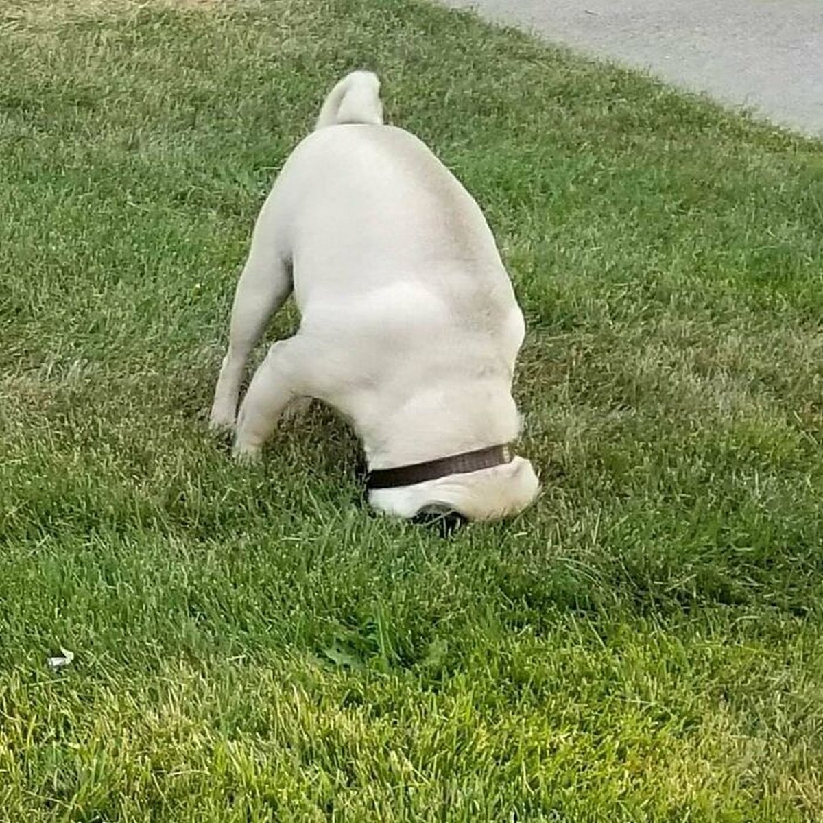 Des gens publient des photos de chiens « défectueux » et on ne sait pas si on doit rire ou se gratter la tête