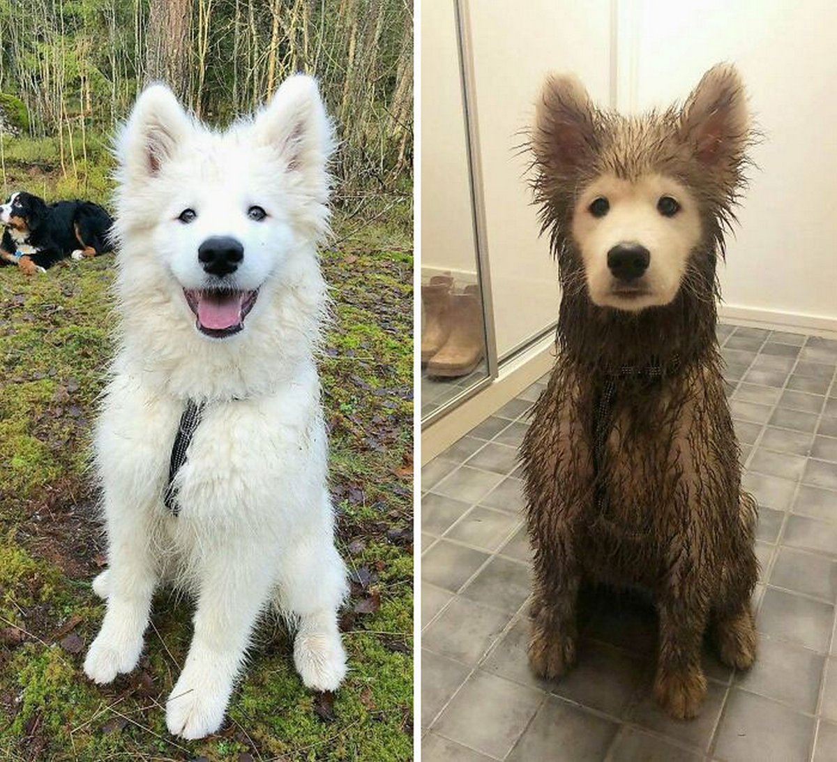 Des gens publient des photos de chiens « défectueux » et on ne sait pas si on doit rire ou se gratter la tête