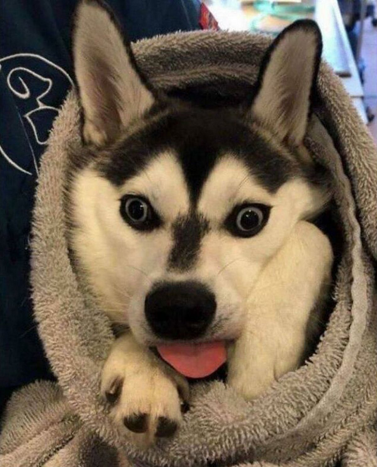 Des gens publient des photos de chiens « défectueux » et on ne sait pas si on doit rire ou se gratter la tête