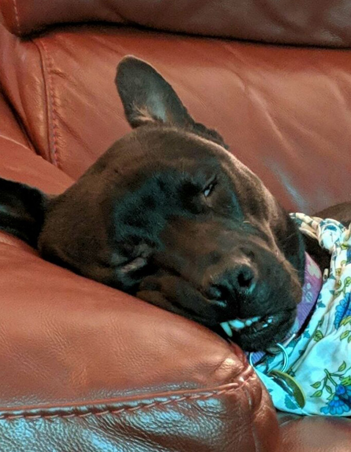 Des gens publient des photos de chiens « défectueux » et on ne sait pas si on doit rire ou se gratter la tête