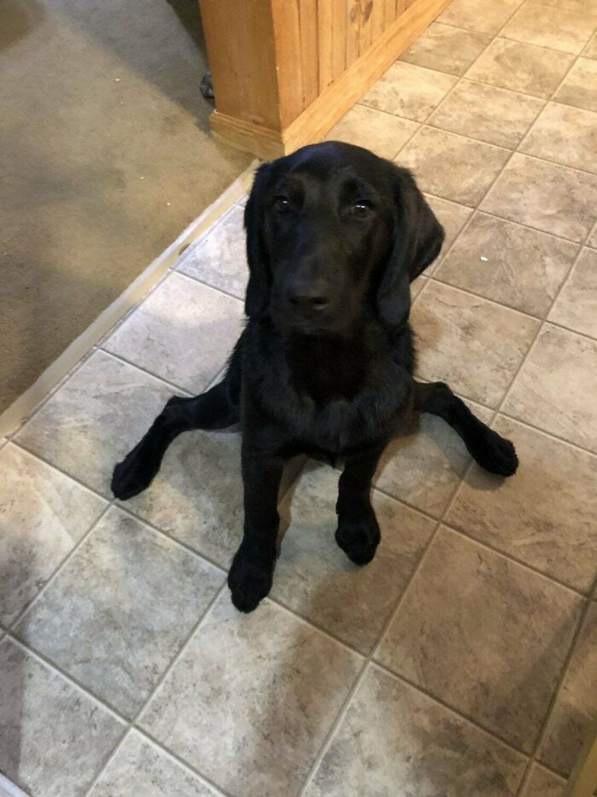 Des gens publient des photos de chiens « défectueux » et on ne sait pas si on doit rire ou se gratter la tête