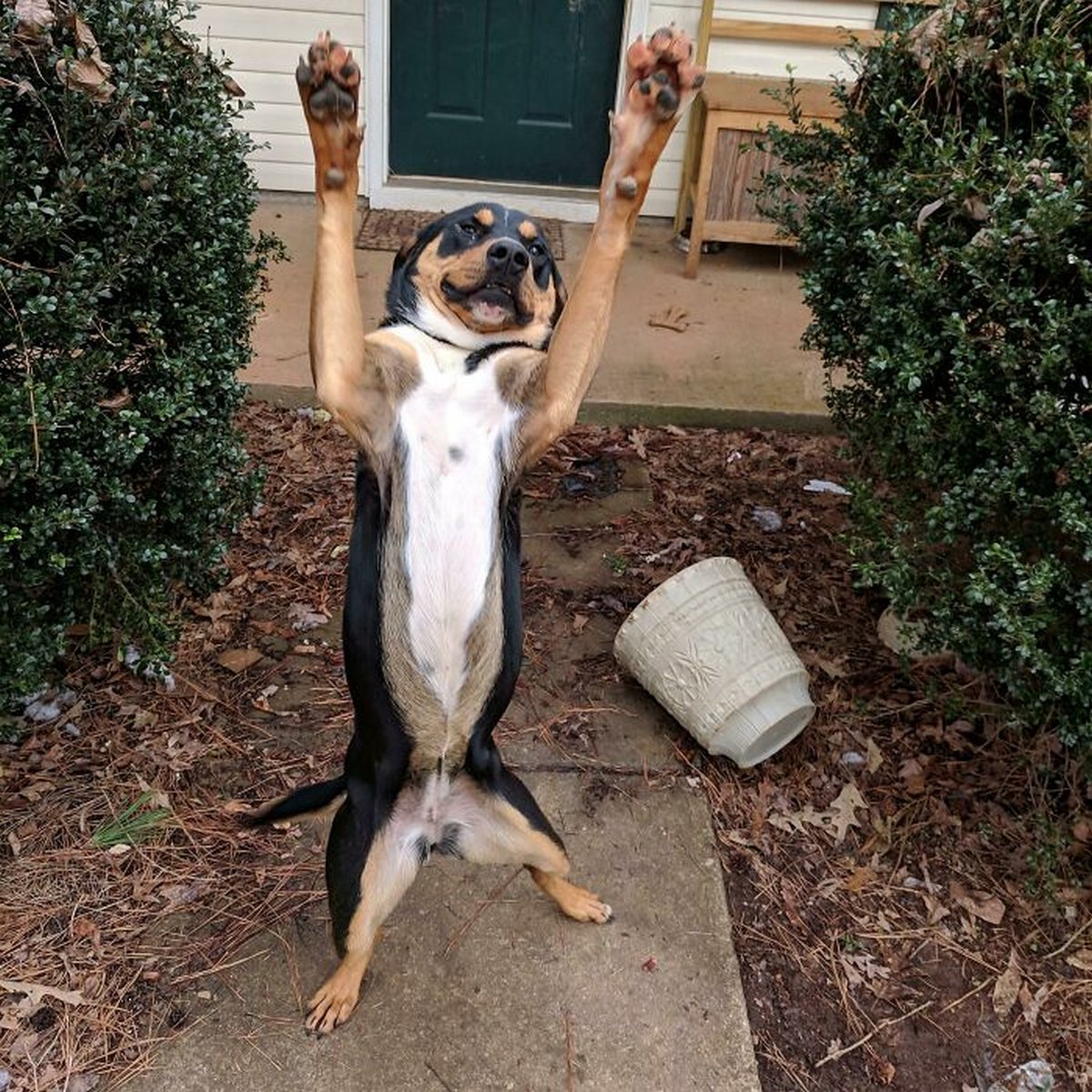 Des gens publient des photos de chiens « défectueux » et on ne sait pas si on doit rire ou se gratter la tête