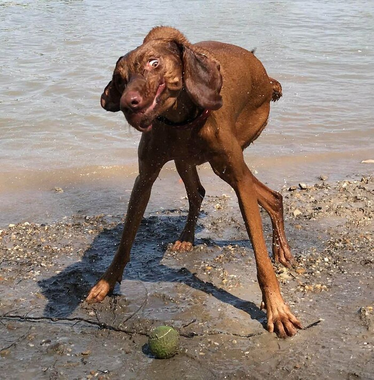 Des gens publient des photos de chiens « défectueux » et on ne sait pas si on doit rire ou se gratter la tête