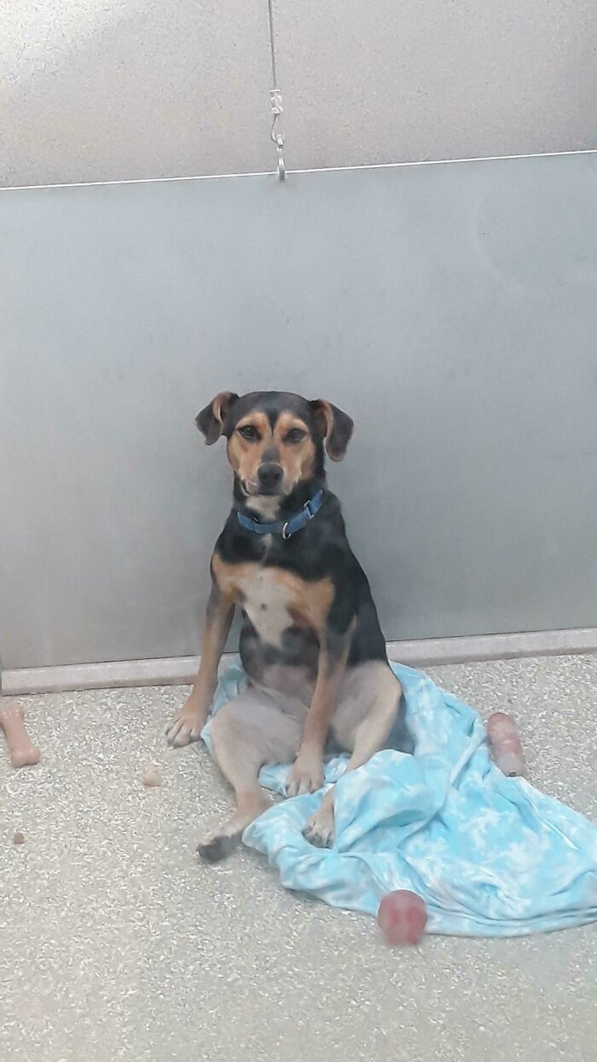 Des gens publient des photos de chiens « défectueux » et on ne sait pas si on doit rire ou se gratter la tête