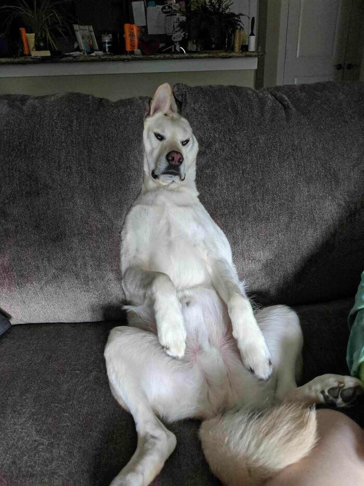 Des gens publient des photos de chiens « défectueux » et on ne sait pas si on doit rire ou se gratter la tête