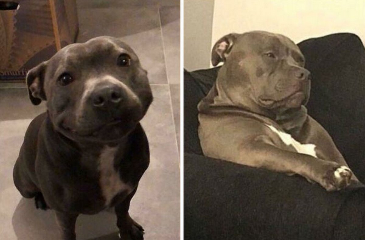Des gens publient des photos de chiens « défectueux » et on ne sait pas si on doit rire ou se gratter la tête