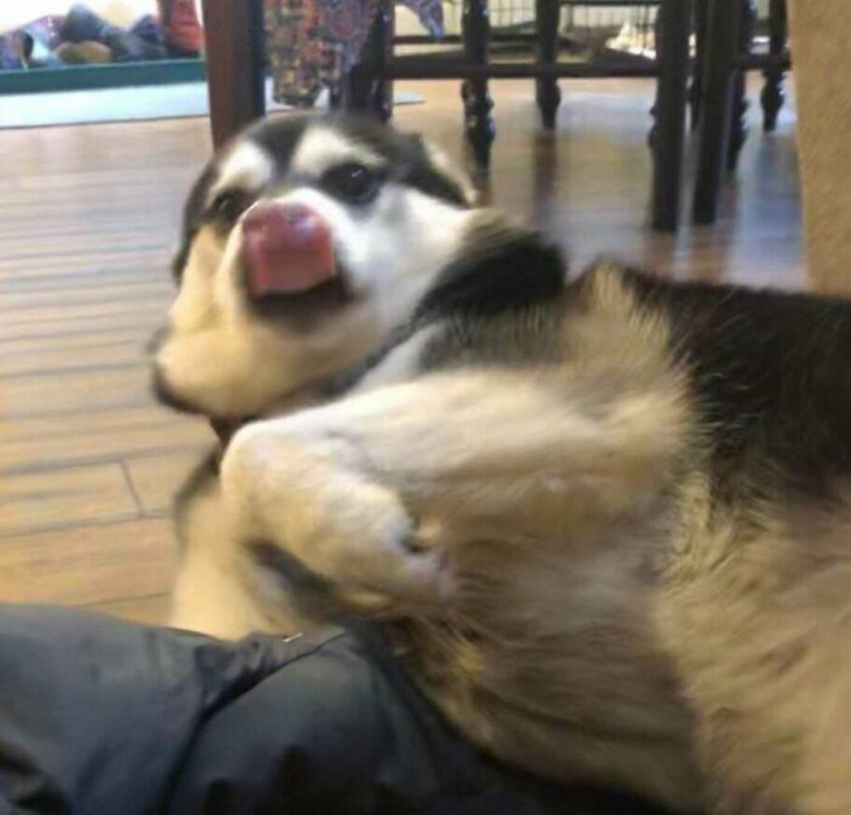 Des gens publient des photos de chiens « défectueux » et on ne sait pas si on doit rire ou se gratter la tête