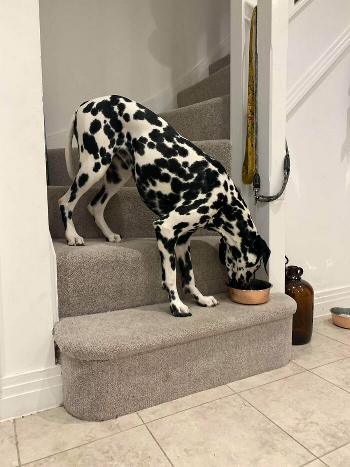 Des gens publient des photos de chiens « défectueux » et on ne sait pas si on doit rire ou se gratter la tête
