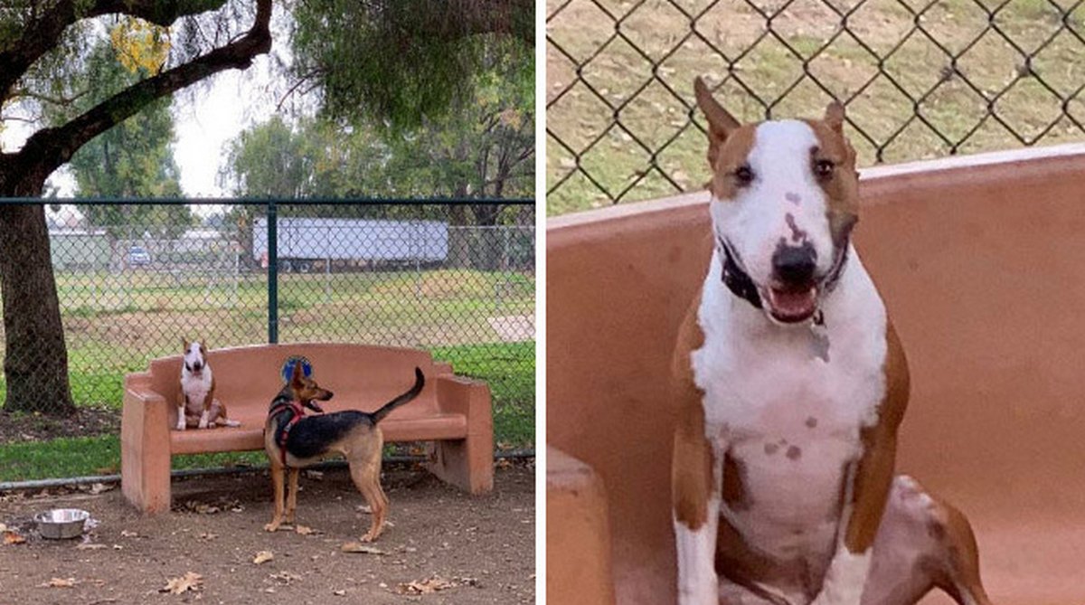 Des gens publient des photos de chiens « défectueux » et on ne sait pas si on doit rire ou se gratter la tête