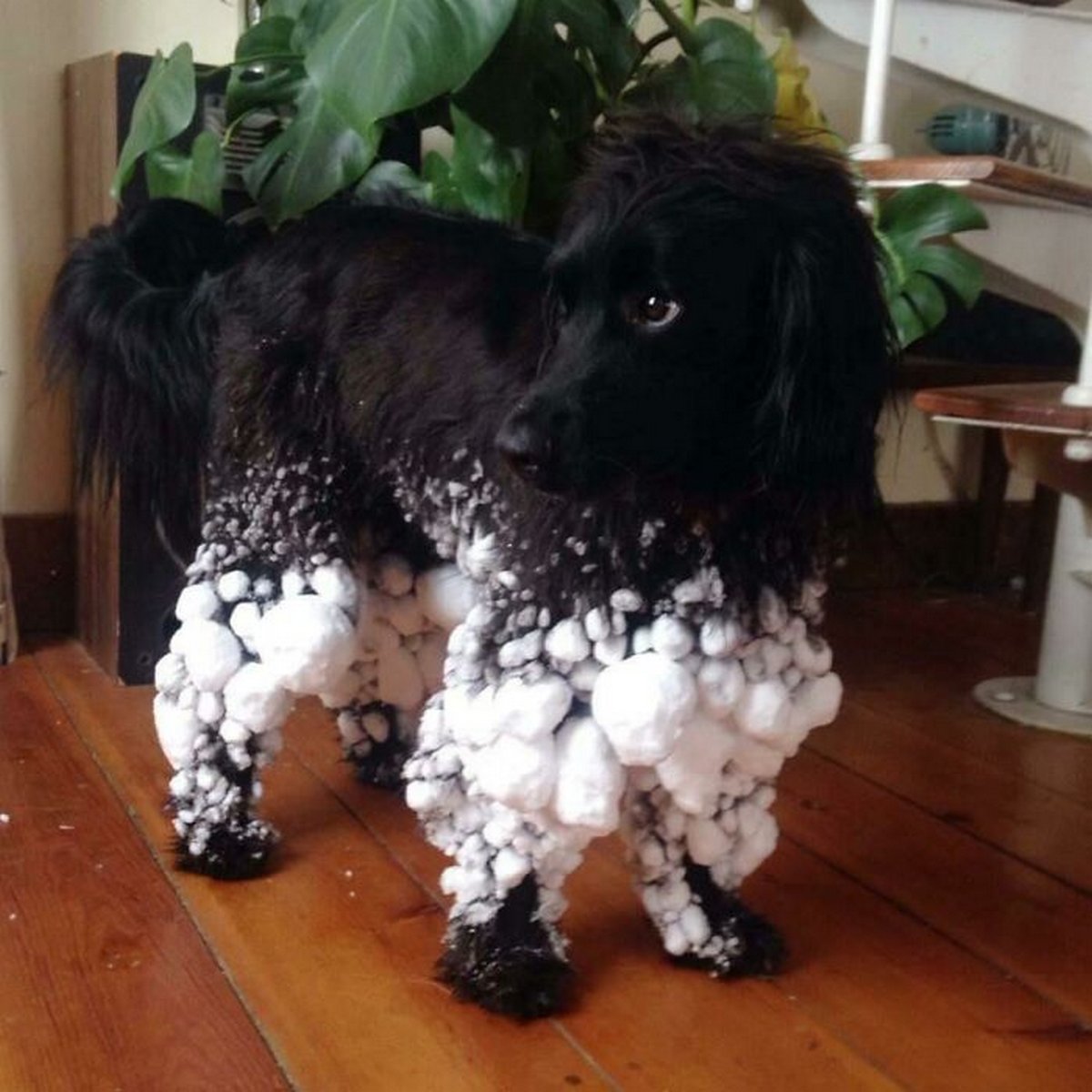 Des gens publient des photos de chiens « défectueux » et on ne sait pas si on doit rire ou se gratter la tête