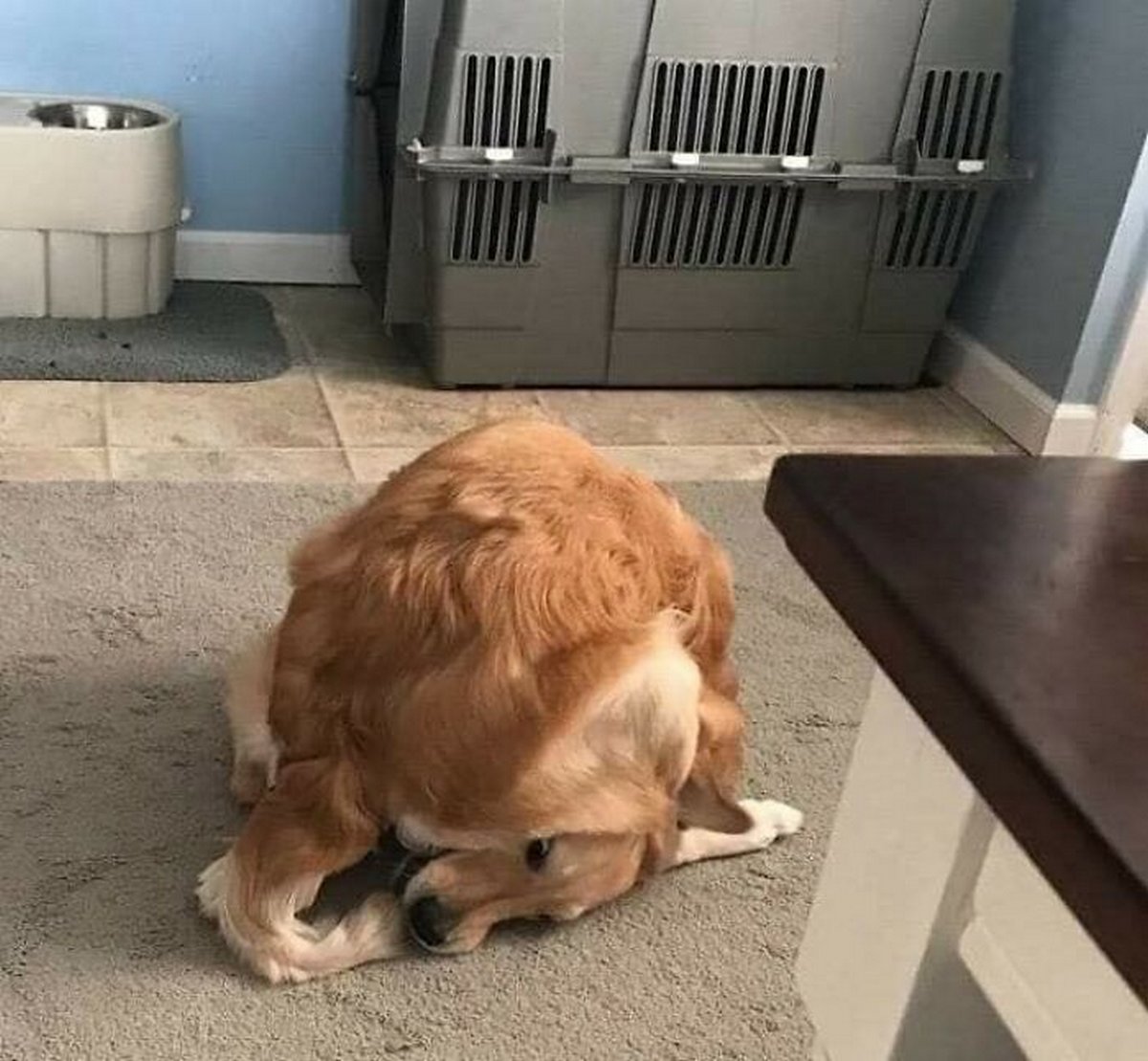 Des gens publient des photos de chiens « défectueux » et on ne sait pas si on doit rire ou se gratter la tête