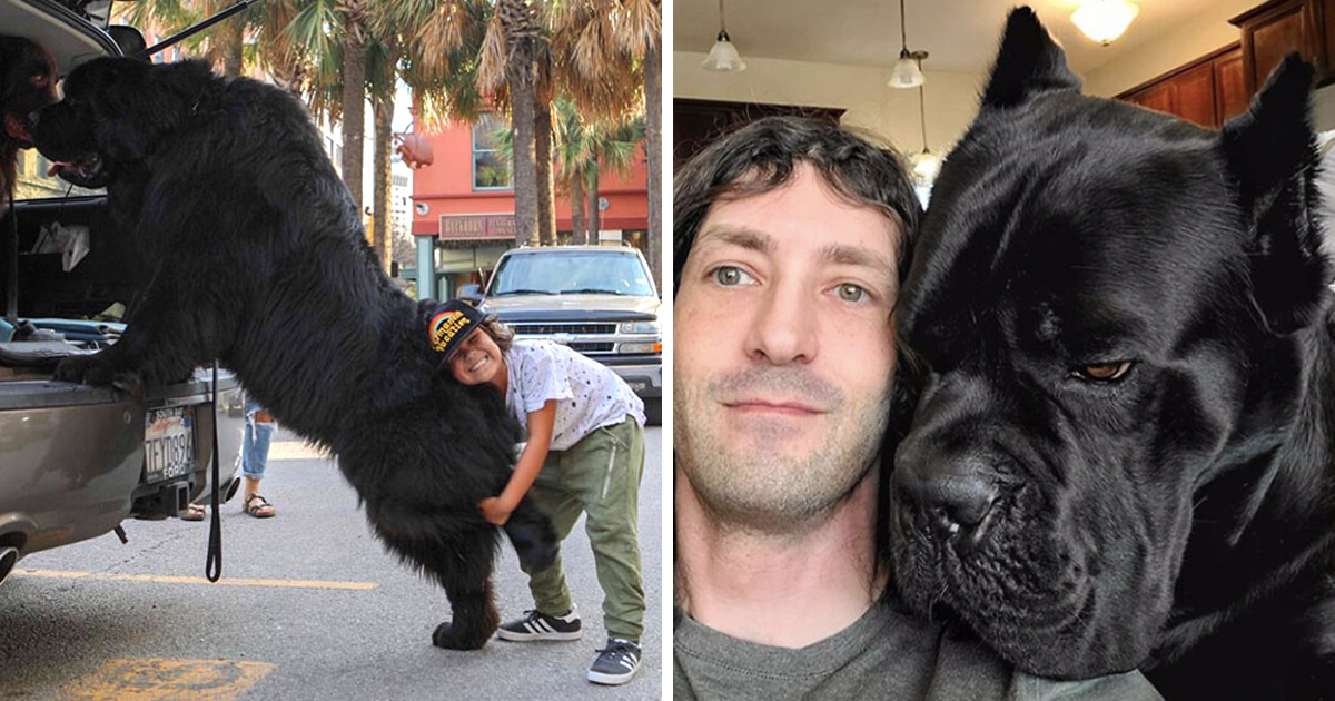 22 chiens géants qui ne comprennent pas à quel point ils sont gros