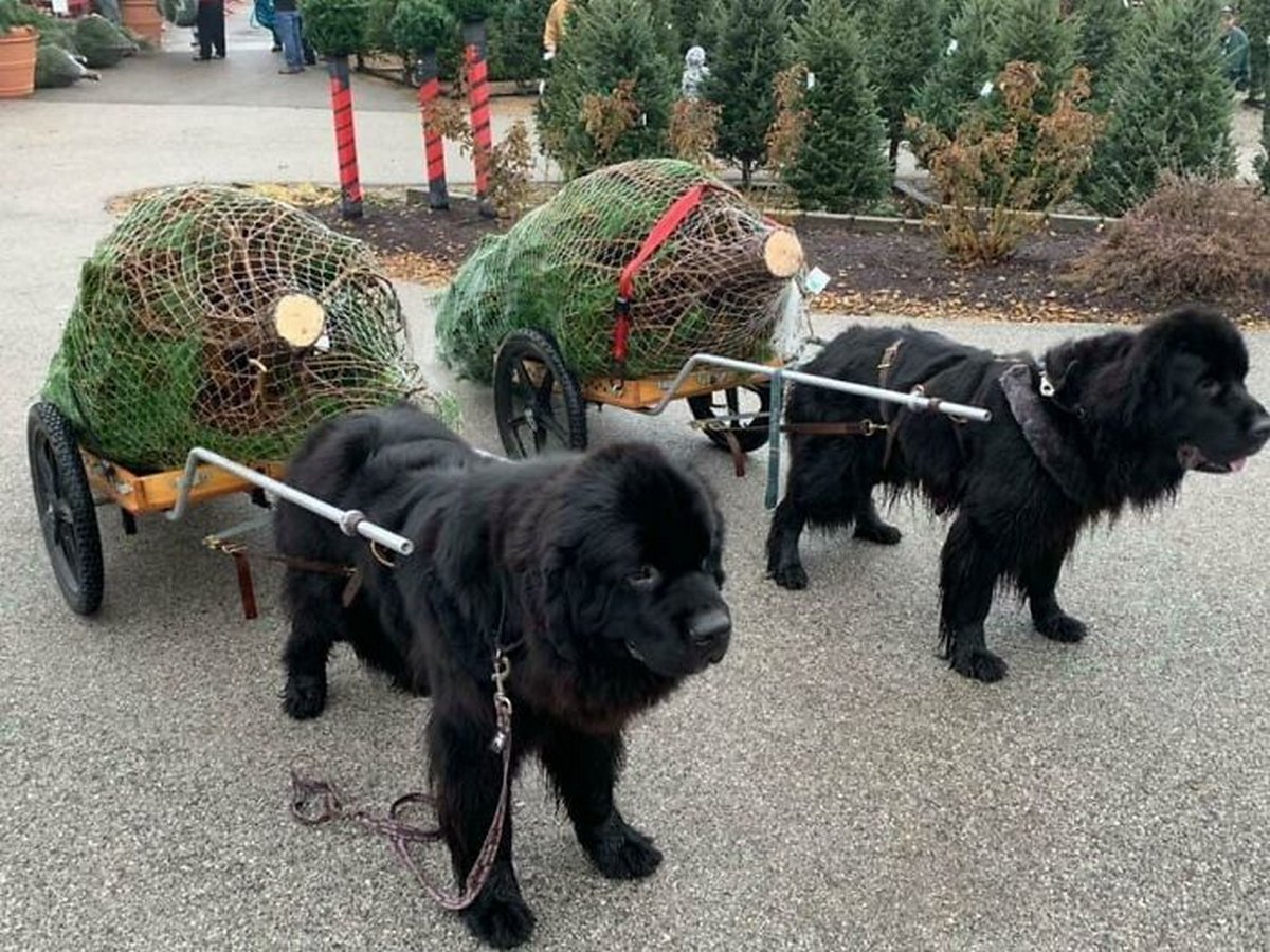 22 chiens géants qui ne comprennent pas à quel point ils sont gros ! Par Janvier Doyon Chiens-enormes-014