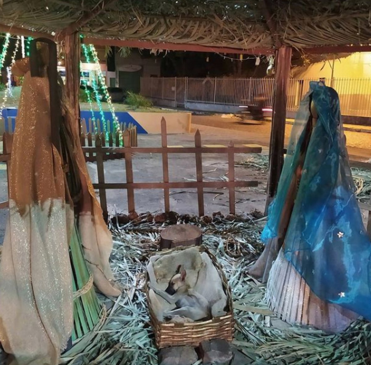 Une femme passant près d’une crèche de Noël remarque un chiot qui dort dans la mangeoire