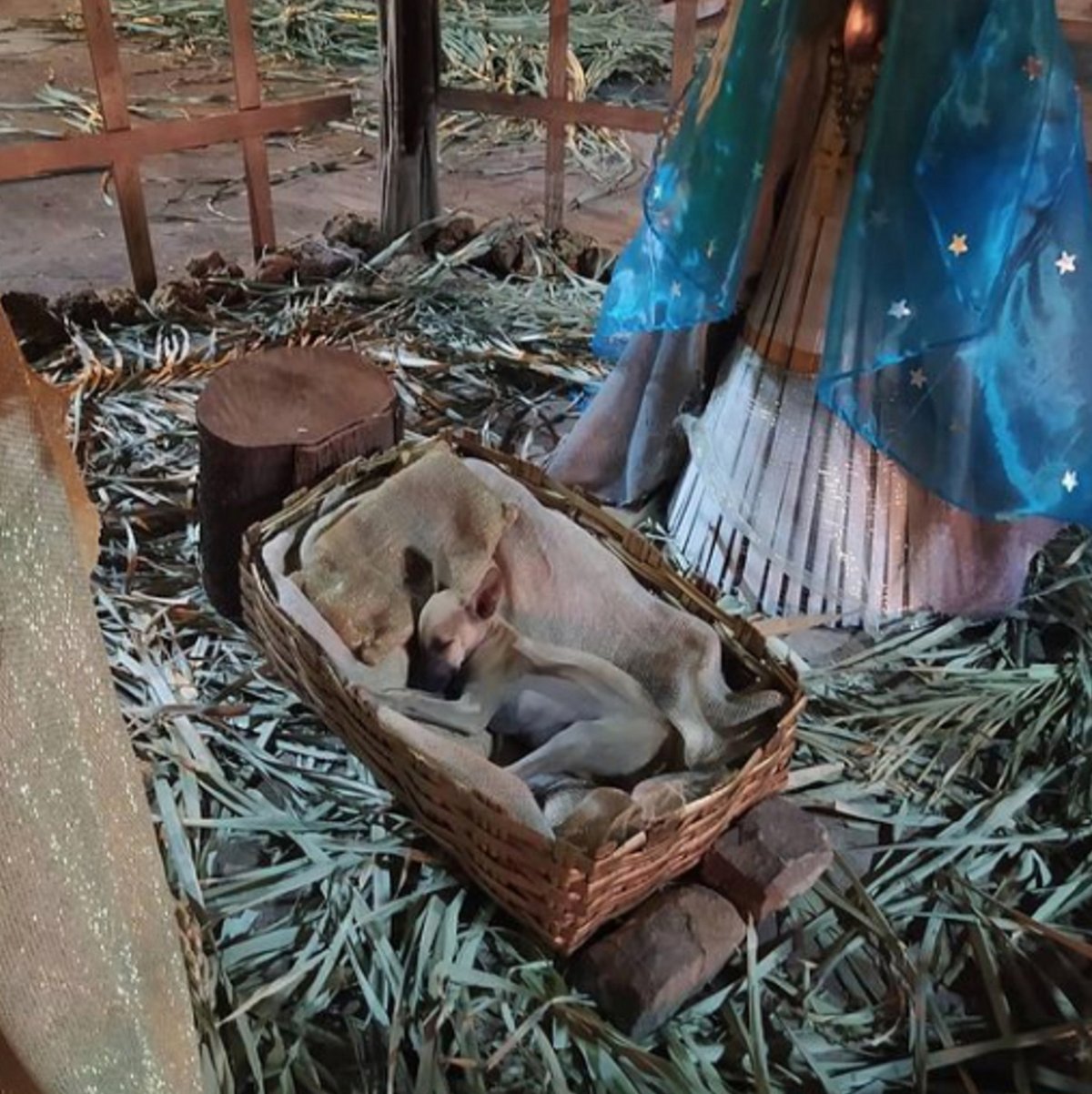 Une femme passant près d’une crèche de Noël remarque un chiot qui dort dans la mangeoire