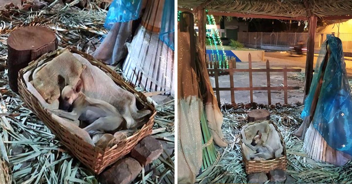 Une femme passant près d’une crèche de Noël remarque un chiot qui dort dans la mangeoire