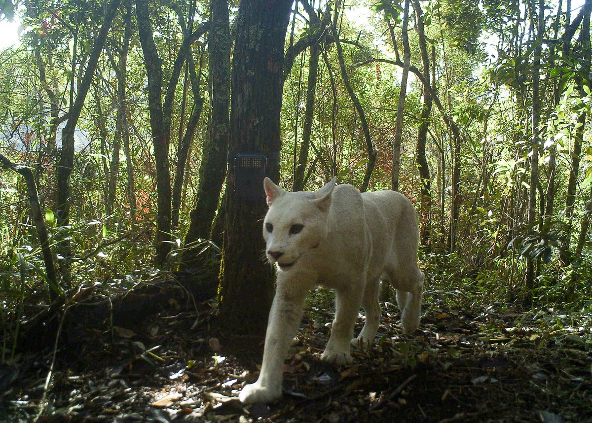 Des scientifiques confirment les premières images au monde d’un cougar blanc leucistique