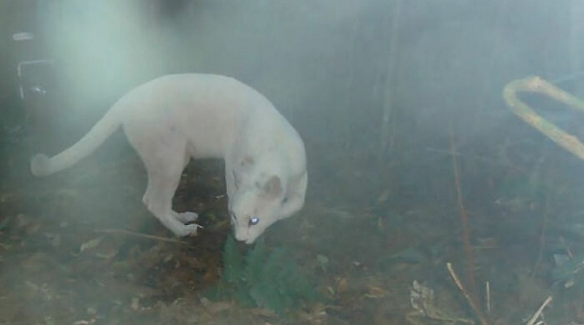 Des scientifiques confirment les premières images au monde d’un cougar blanc leucistique