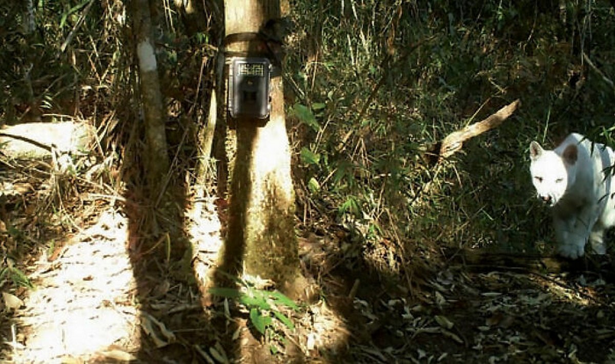 Des scientifiques confirment les premières images au monde d’un cougar blanc leucistique