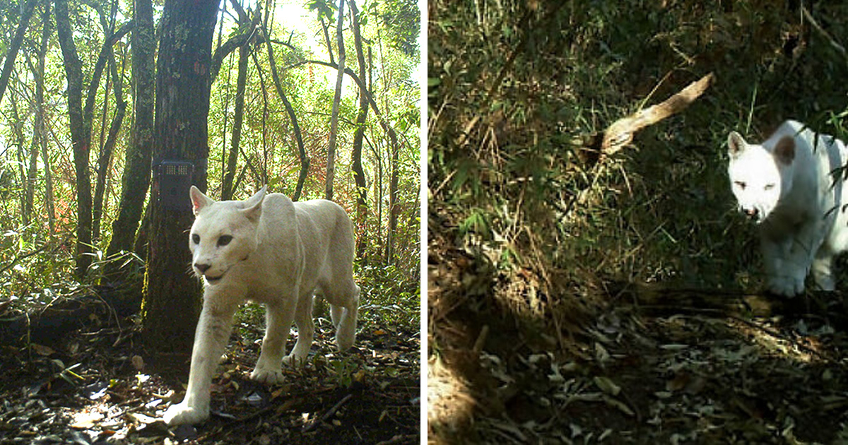 Des scientifiques confirment les premières images au monde d&#8217;un cougar blanc leucistique