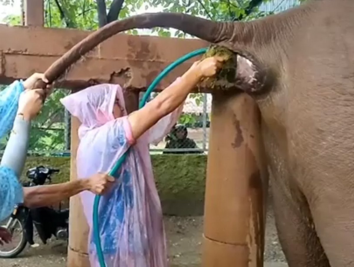 Un vétérinaire reçoit le caca d’un éléphant en plein visage alors qu’il soulage la constipation de l’animal