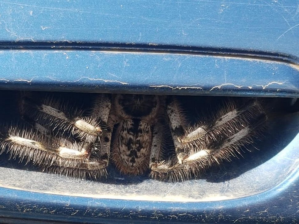 Une femme trouve une énorme araignée cachée sous la poignée de porte de sa voiture