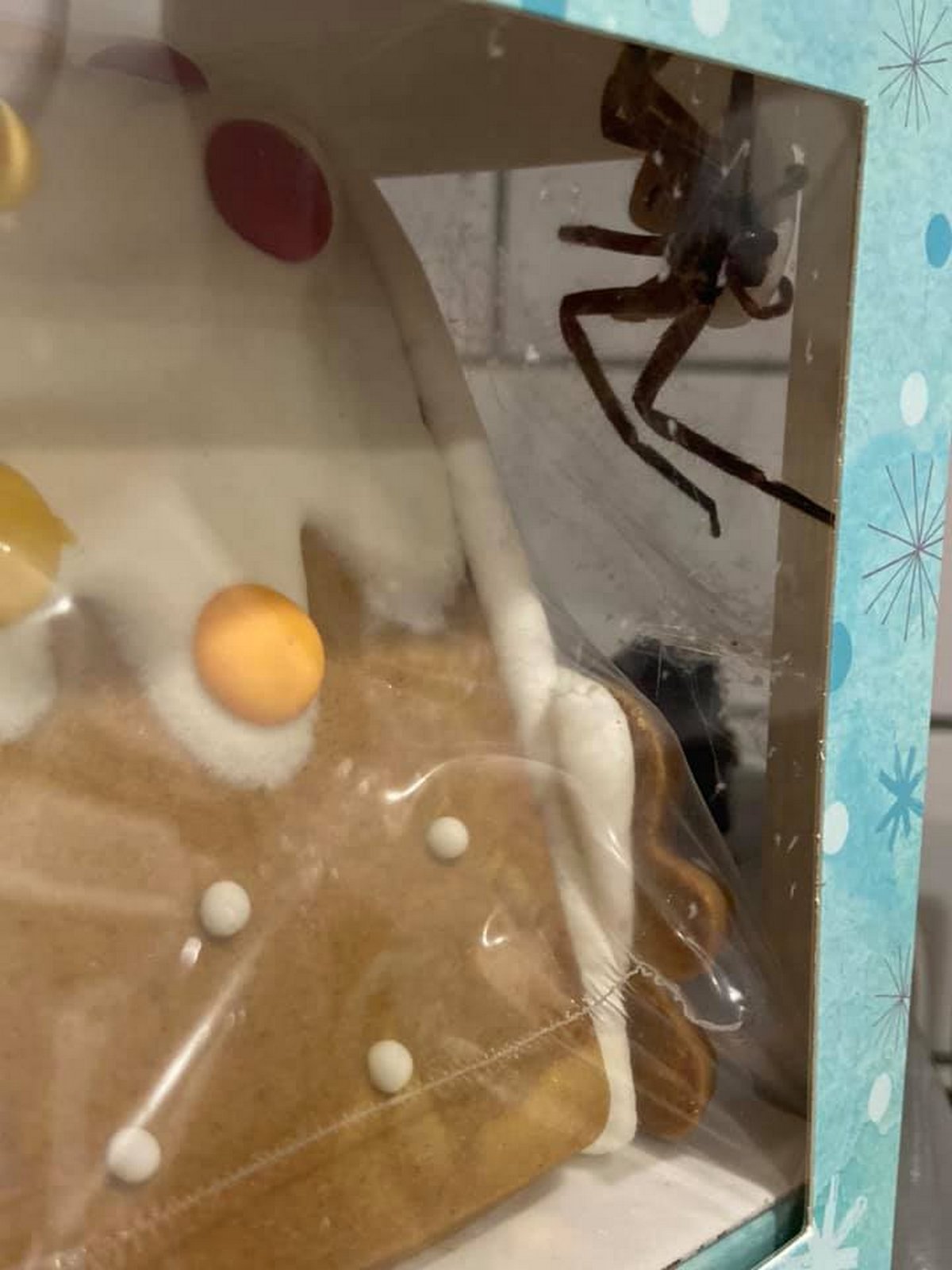 Une femme trouve une énorme araignée qui vit dans sa maison de pain d’épices de Noël