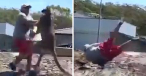 Ce père s’est fait frapper par un kangourou alors qu’il tentait de défendre ses enfants