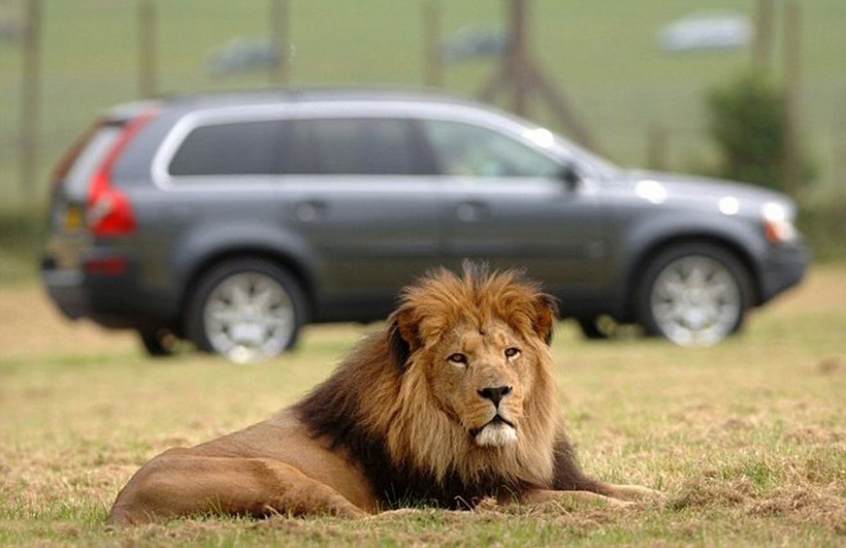Des lions tuent un singe dans un parc safari alors que des familles regardent avec horreur