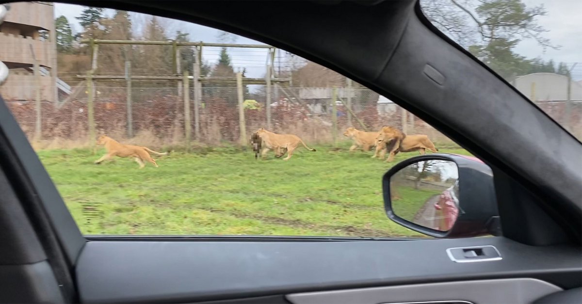 Des lions tuent un singe dans un parc safari alors que des familles regardent avec horreur