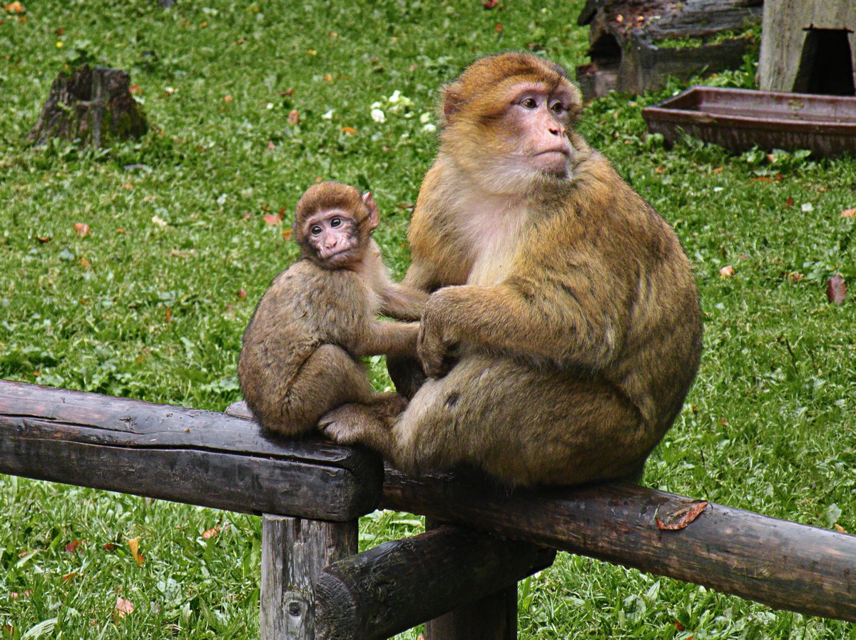 Des lions tuent un singe dans un parc safari alors que des familles regardent avec horreur