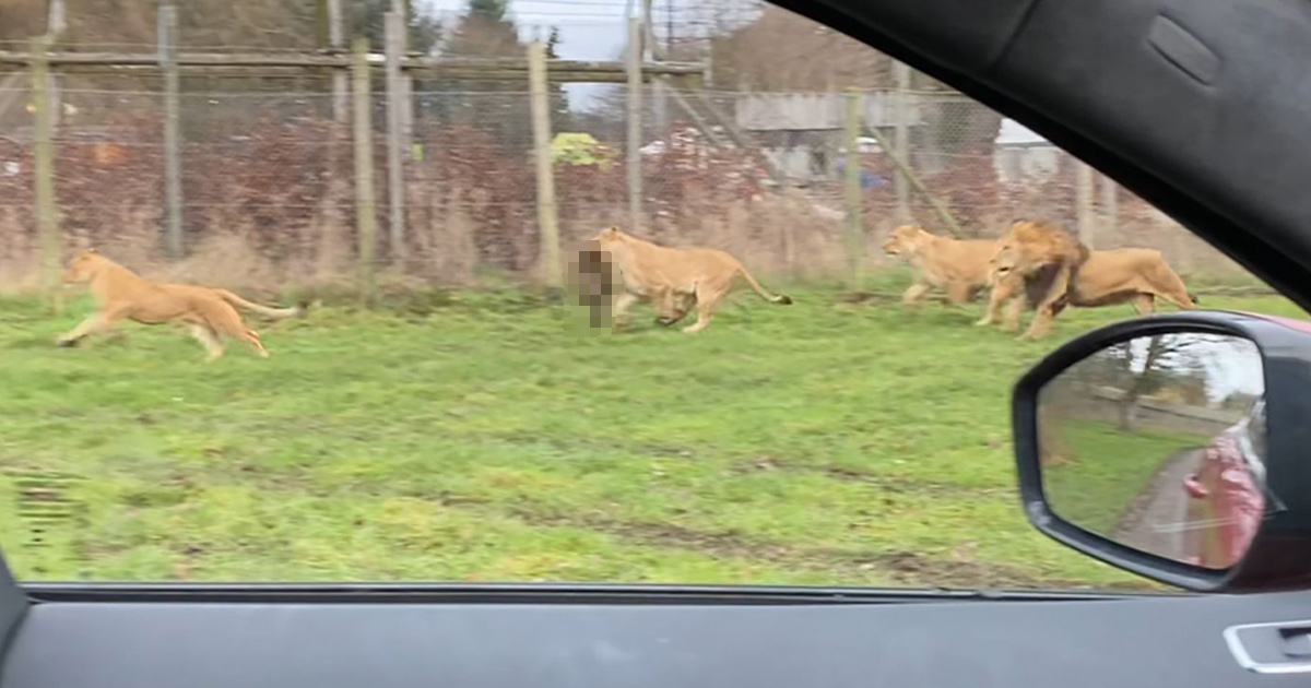 Des lions tuent un singe dans un parc safari alors que des familles regardent avec horreur