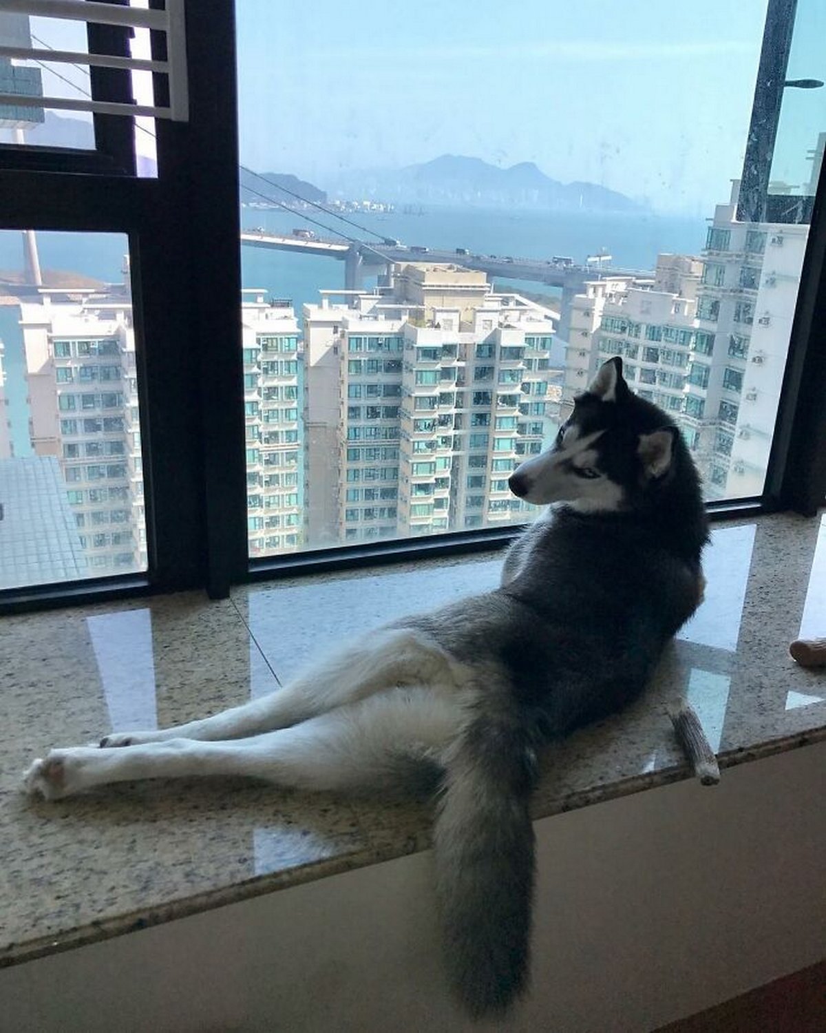 Ce magnifique husky a conquis le coeur des internautes et voici les 22 plus belles photos d’elle